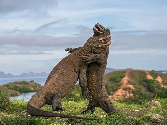 Labuan Bajo - Komodo Island